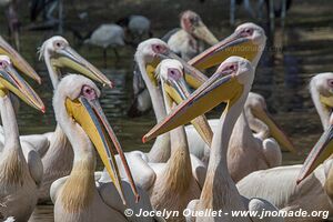 Ziway Lake - Ethiopia