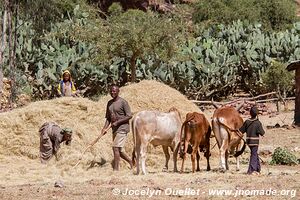 Tigray region - Ethiopia