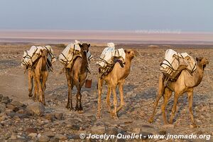 Désert du Danakil - Éthiopie