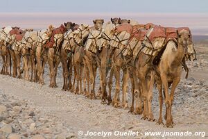 Désert du Danakil - Éthiopie