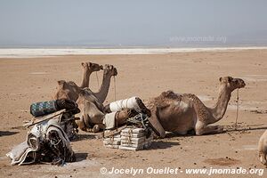 Désert du Danakil - Éthiopie