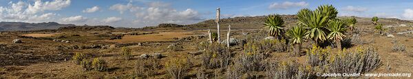 Sanetti Plateau - Bale Mountains - Ethiopia