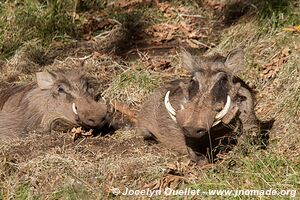 Dinsho area - Bale Mountains - Ethiopia