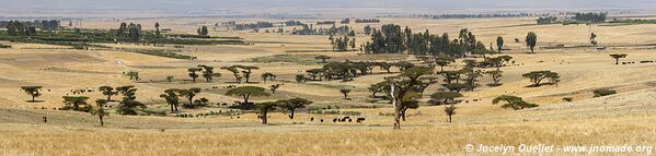 Bale Mountains - Ethiopia