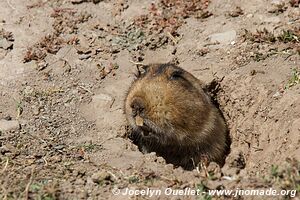 Web Valley - Bale Mountains - Ethiopia