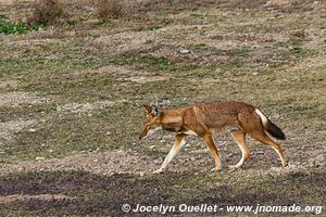 Web Valley - Bale Mountains - Ethiopia