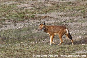 Web Valley - Bale Mountains - Ethiopia