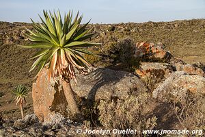 Web Valley - Bale Mountains - Ethiopia