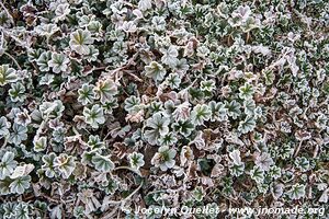 Web Valley - Bale Mountains - Ethiopia