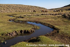 Web Valley - Bale Mountains - Ethiopia