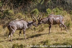 Dinsho area - Bale Mountains - Ethiopia