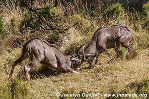 Dinsho area - Bale Mountains - Ethiopia