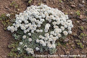 Sanetti Plateau - Bale Mountains - Ethiopia