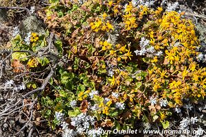 Sanetti Plateau - Bale Mountains - Ethiopia