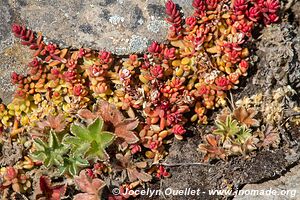 Sanetti Plateau - Bale Mountains - Ethiopia