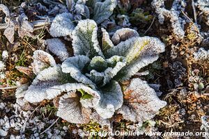 Sanetti Plateau - Bale Mountains - Ethiopia