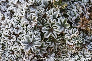 Sanetti Plateau - Bale Mountains - Ethiopia