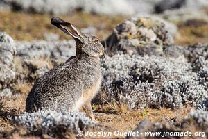 Sanetti Plateau - Bale Mountains - Ethiopia