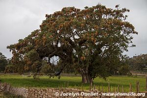 Harenna Escarpment - Bale Mountains - Ethiopia