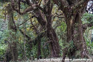 Harenna Escarpment - Bale Mountains - Ethiopia