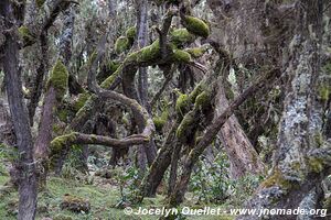 Harenna Escarpment - Bale Mountains - Ethiopia