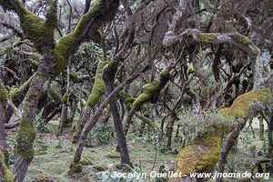 Harenna Escarpment - Bale Mountains - Ethiopia