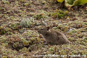 Sanetti Plateau - Bale Mountains - Ethiopia