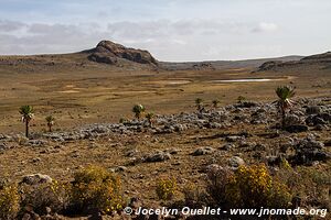 Plateau de Sanetti - Montagnes du Bale - Éthiopie