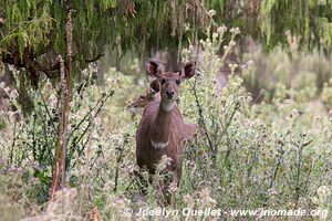 Dinsho area - Bale Mountains - Ethiopia