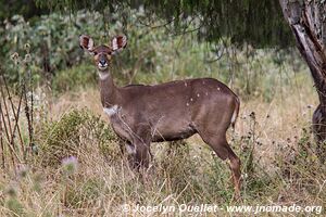 Dinsho area - Bale Mountains - Ethiopia