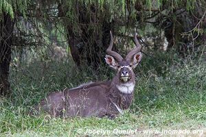 Dinsho area - Bale Mountains - Ethiopia