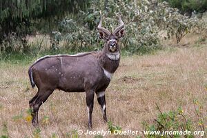 Dinsho area - Bale Mountains - Ethiopia