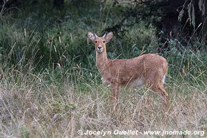 Dinsho area - Bale Mountains - Ethiopia