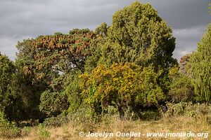 Dinsho area - Bale Mountains - Ethiopia