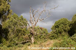 Dinsho area - Bale Mountains - Ethiopia