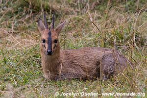 Dinsho area - Bale Mountains - Ethiopia