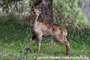 Dinsho area - Bale Mountains - Ethiopia