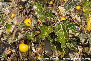 Dinsho area - Bale Mountains - Ethiopia