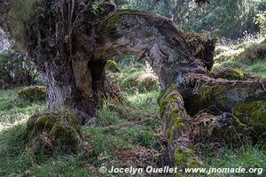 Dinsho area - Bale Mountains - Ethiopia