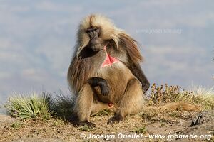 Simiens Park - Ethiopia