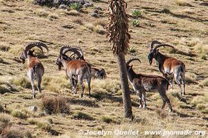 Simiens Park - Ethiopia