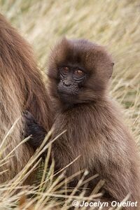 Simiens Park - Ethiopia