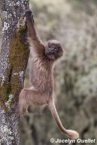 Simiens Park - Ethiopia