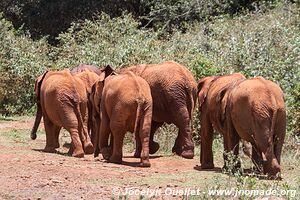 Nairobi - Kenya