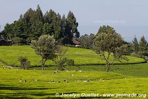 On the road - Kenya