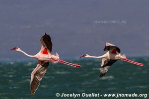 Lac Turkana - Kenya