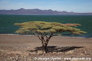 Lac Turkana - Kenya