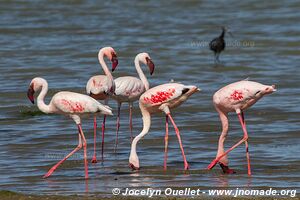 Lac Turkana jusqu'à l'Éthiopie - Kenya