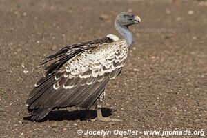 Lac Turkana jusqu'à l'Éthiopie - Kenya