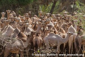 Lac Turkana jusqu'à l'Éthiopie - Kenya